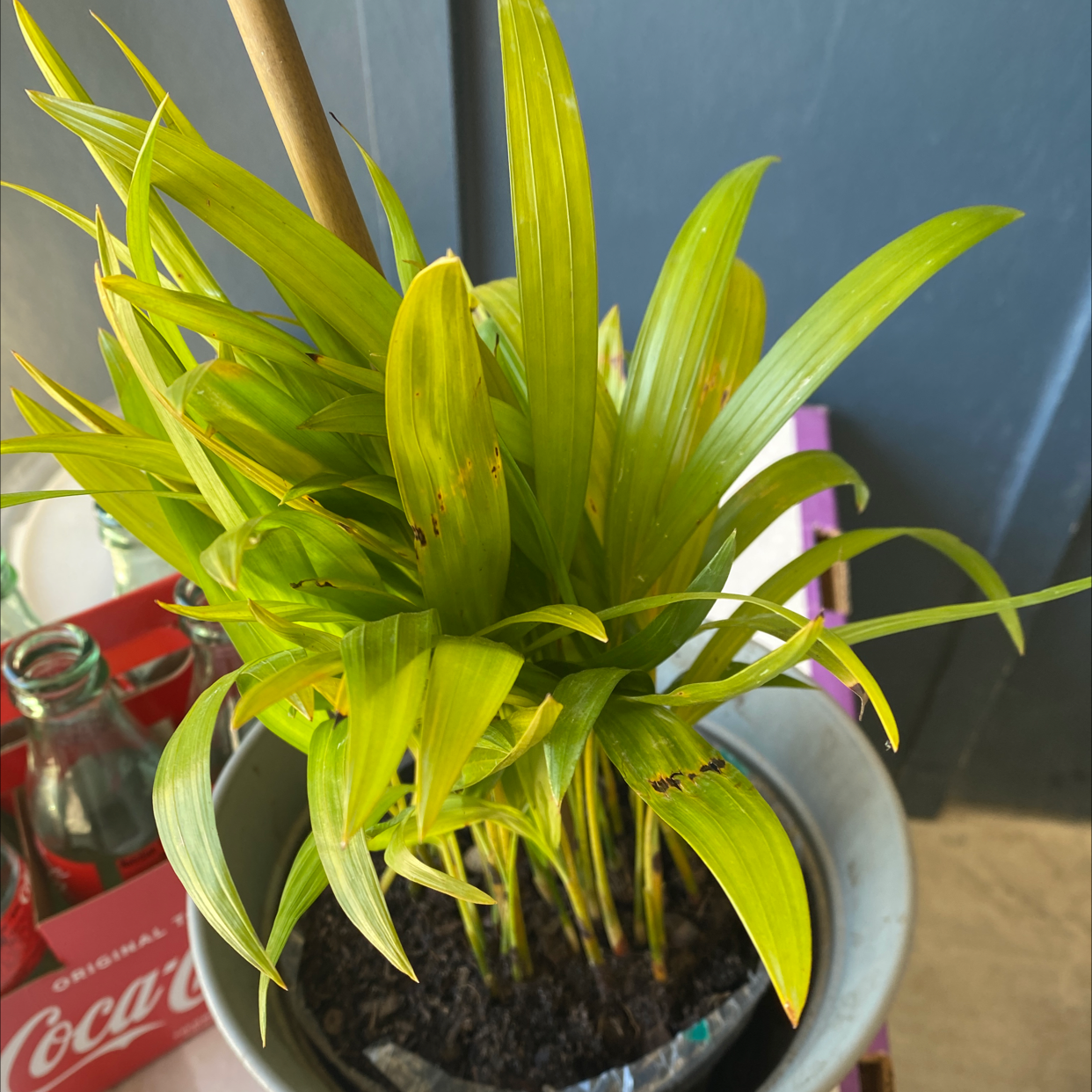 Cornstalk Dracaena plant photo by @Bellvaness4 named Areca Palm on Greg, the plant care app.