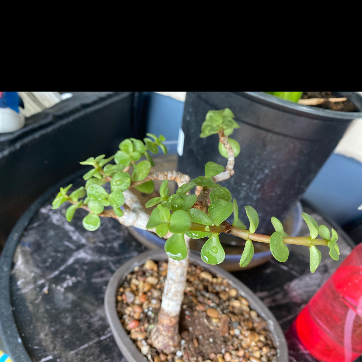 Elephant Bush plant photo by @Bellvaness4 named Mr Tree on Greg, the plant care app.