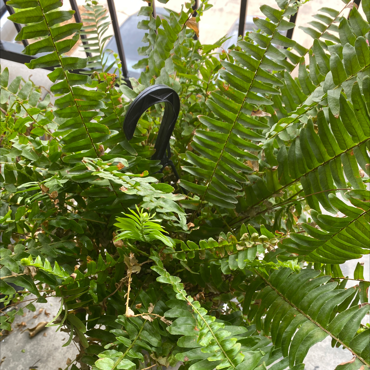 Boston Fern plant photo by @Bellvaness4 named Your plant on Greg, the plant care app.