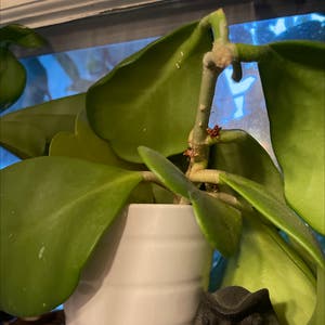 Sweetheart Hoya plant photo by @SolidlyDamsii named Hoya on Greg, the plant care app.