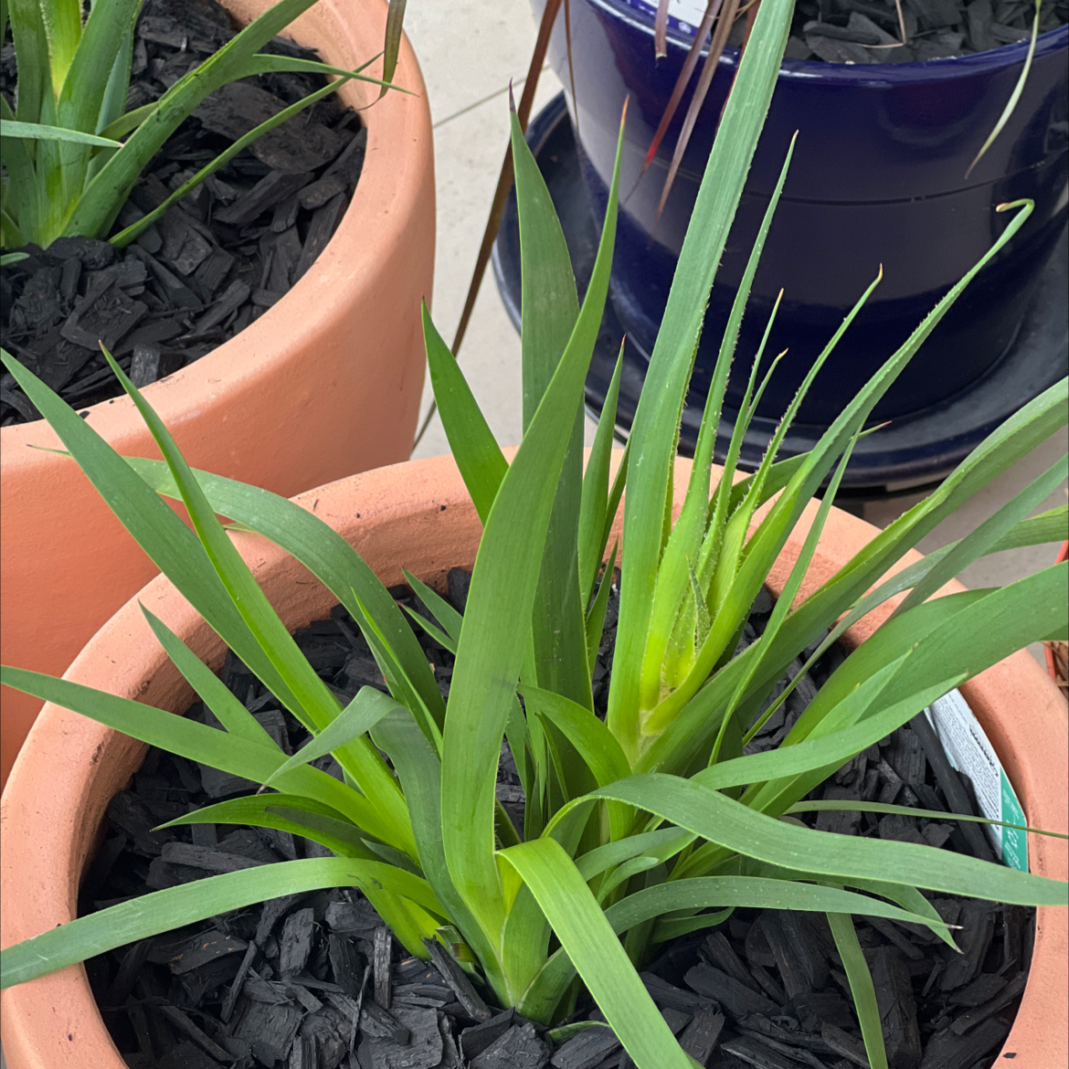 Plant care for Anigozanthos 'Joe Joe Yellow' on Greg, the plant care app