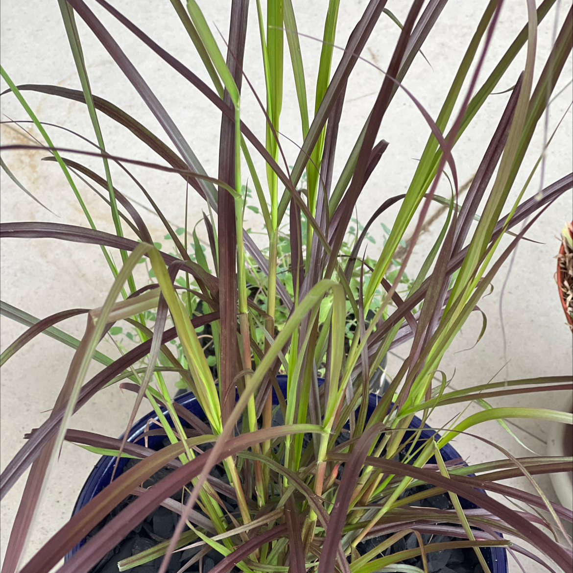 Crimson Fountaingrass plant with healthy green and reddish-purple leaves.