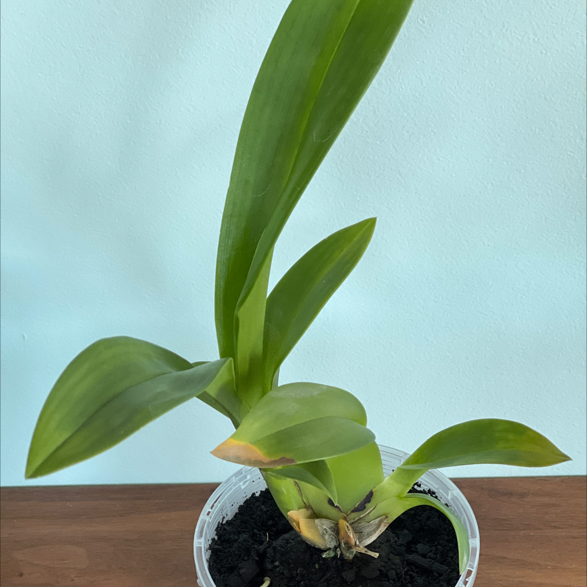 Plant care for Brascidostele 'Gilded Tower Mystic Maze' on Greg, the plant care app