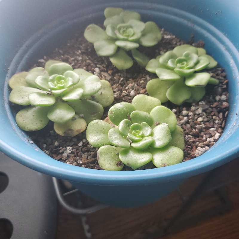 Aeonium 'Lily Pad' in a blue pot with visible soil and slight leaf discoloration.