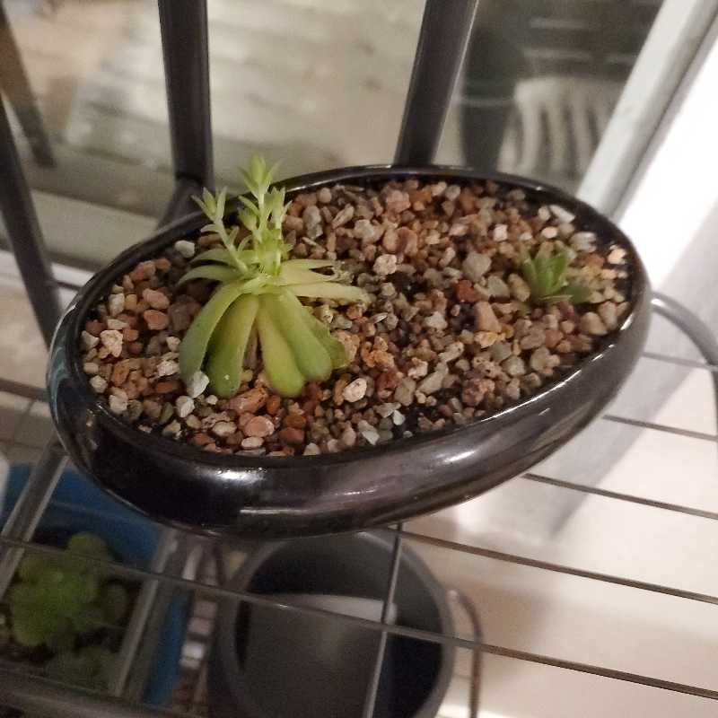Photo of the plant species Echeveria chinensis by @HotZinnia named Chick n hen on Greg, the plant care app