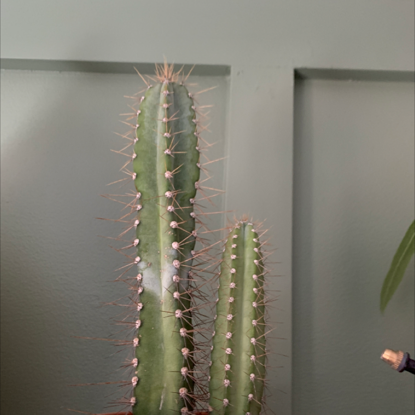 Photo of the plant species Mexican Fence Post Cactus by @fathermar_ named Cacta on Greg, the plant care app
