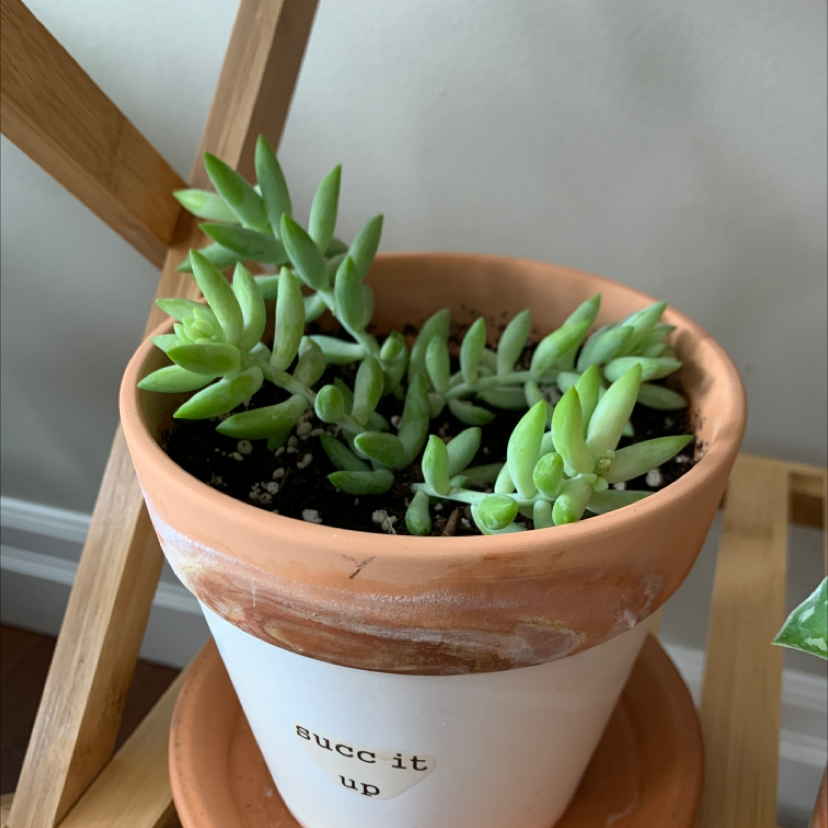 Burro's Tail plant photo by @fathermar_ named Burro's Tail on Greg, the plant care app.