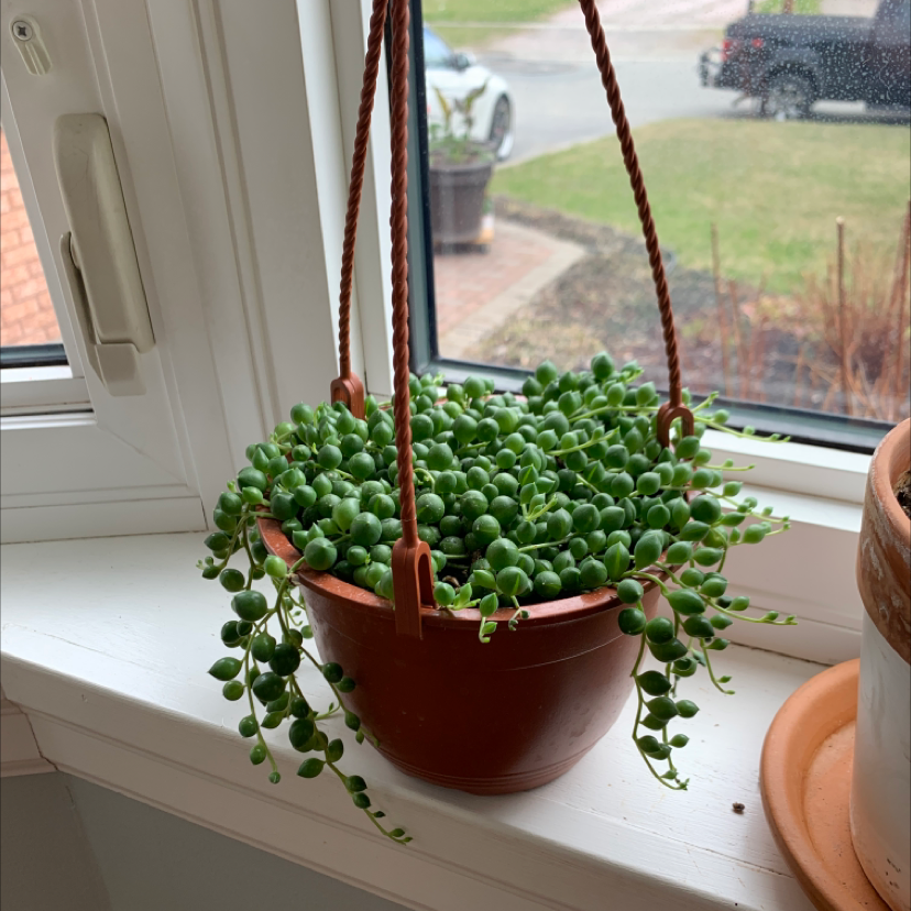 String of Pearls plant photo by @fathermar_ named String of Pearls on Greg, the plant care app.