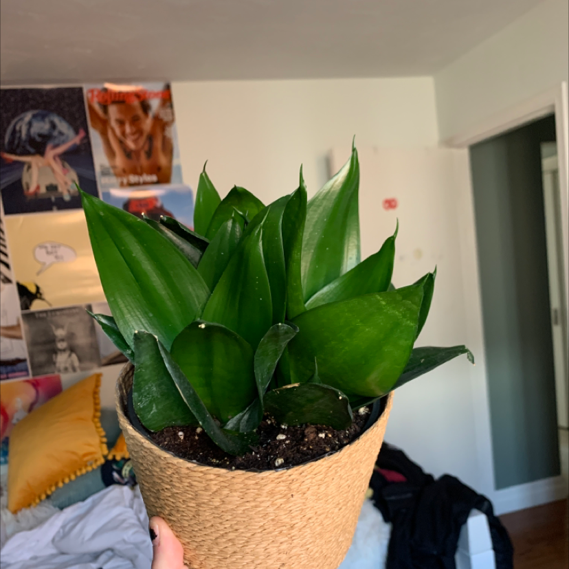 Snake Plant plant photo by @fathermar_ named Snake Plant on Greg, the plant care app.