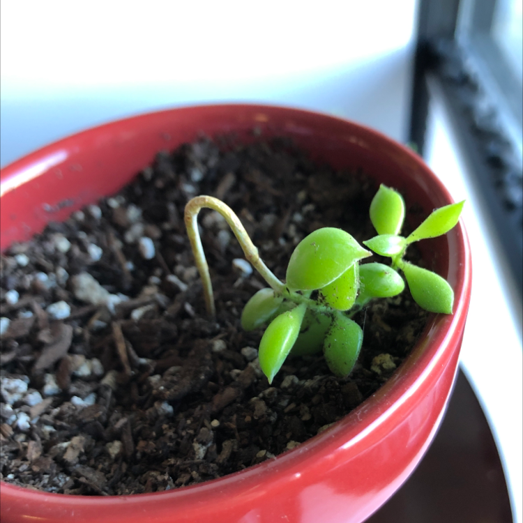 Photo of the plant species Cliff Cotyledon by @SapphosGarden named Nemo on Greg, the plant care app