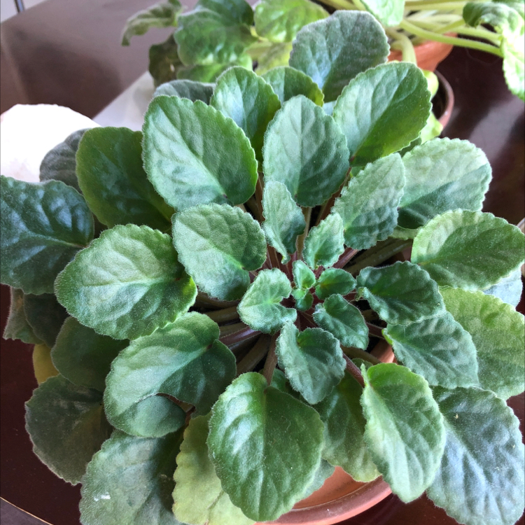 African Violet plant photo by @SapphosGarden named Xena on Greg, the plant care app.