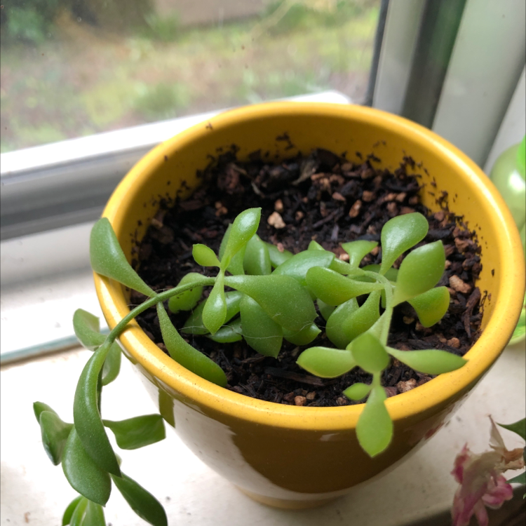Cliff Cotyledon plant in a yellow pot on a windowsill, healthy green leaves.