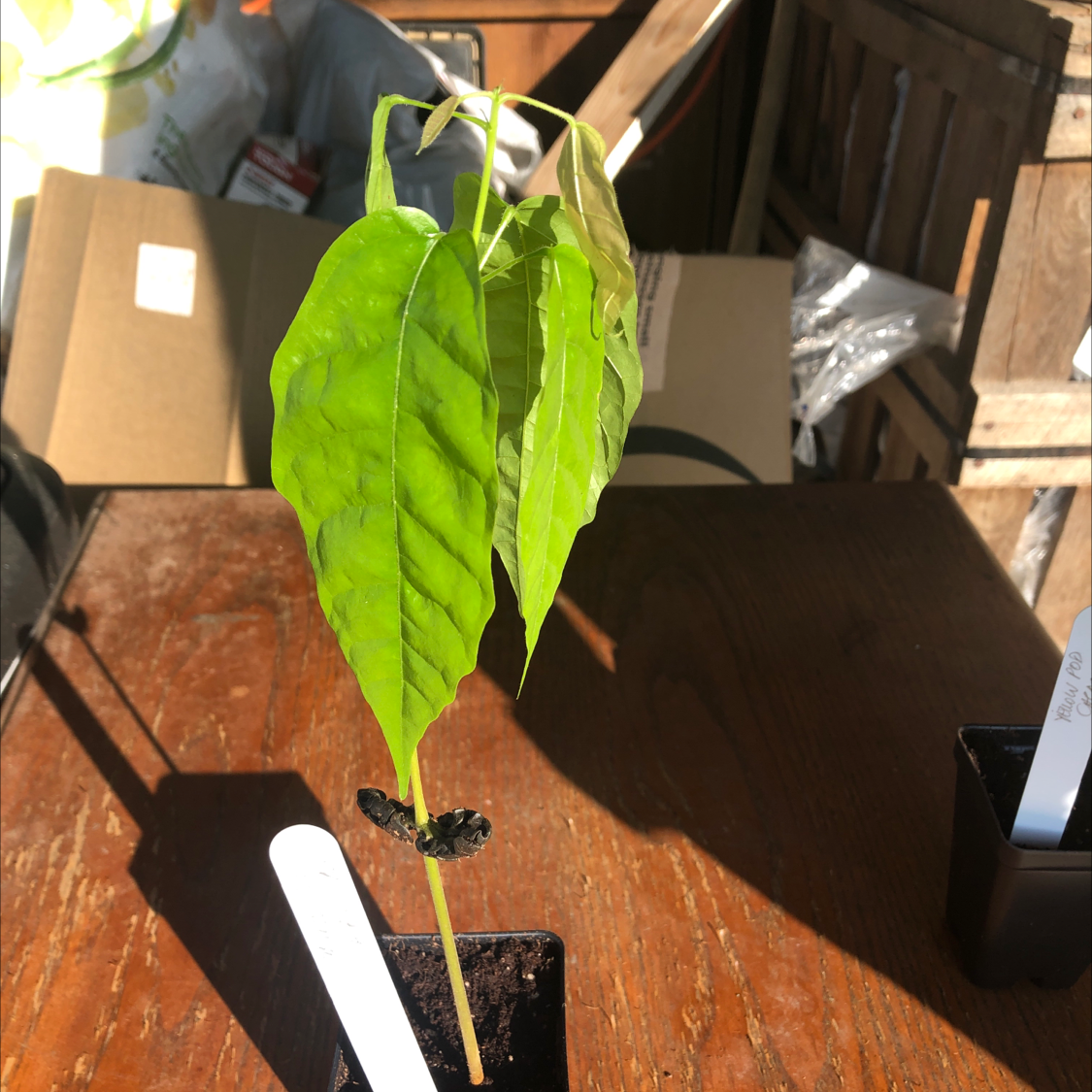 Young Cacao Tree plant with slight yellowing and browning leaves in a pot on a wooden surface.