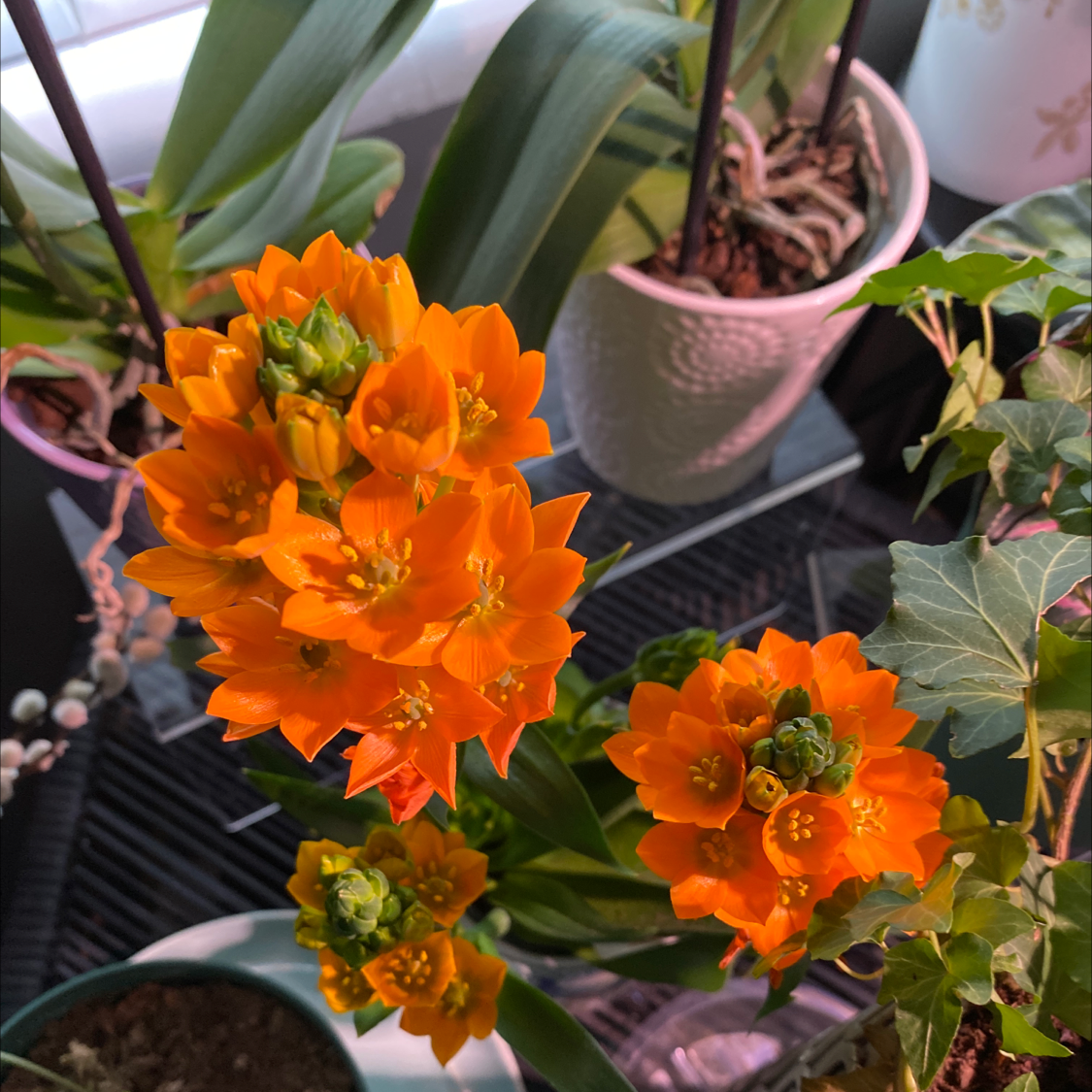Sun Star plant with vibrant orange flowers, partially visible soil, and other plants in the background.