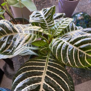 Zebra Plant plant photo by @Peemell2021 named Your plant on Greg, the plant care app.