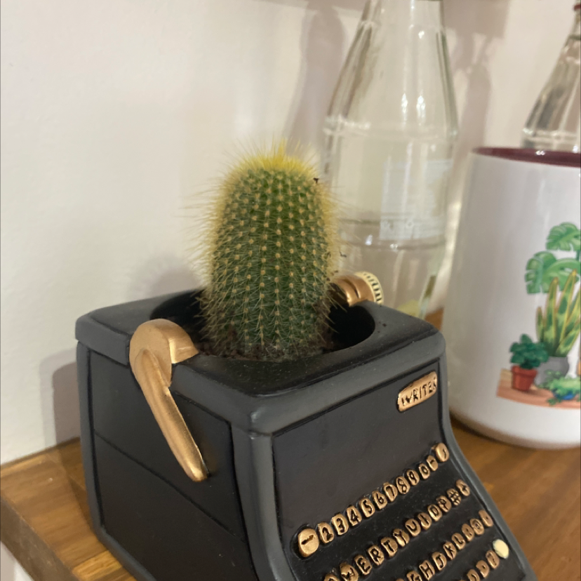Candy barrel cactus in a decorative typewriter pot, appears healthy.