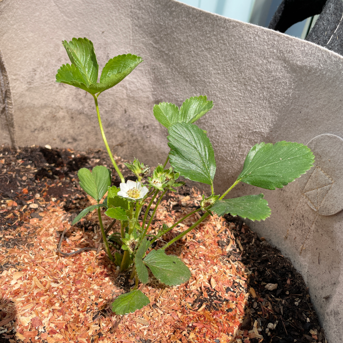 California Strawberry plant in a fabric pot with green leaves and a single white flower.