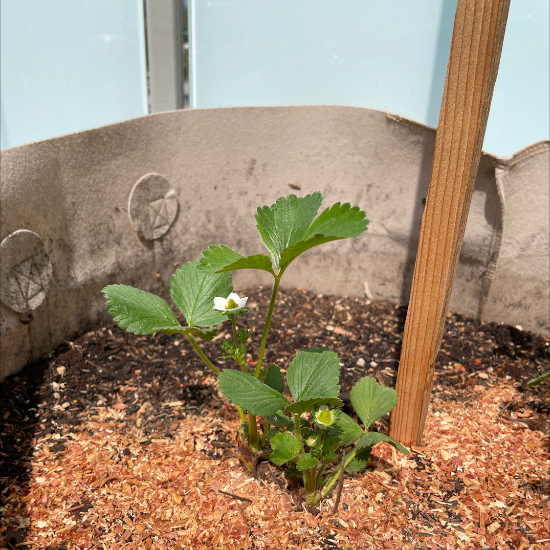 California Strawberry plant with green leaves and small white flowers in a container with visible soil and mulch.
