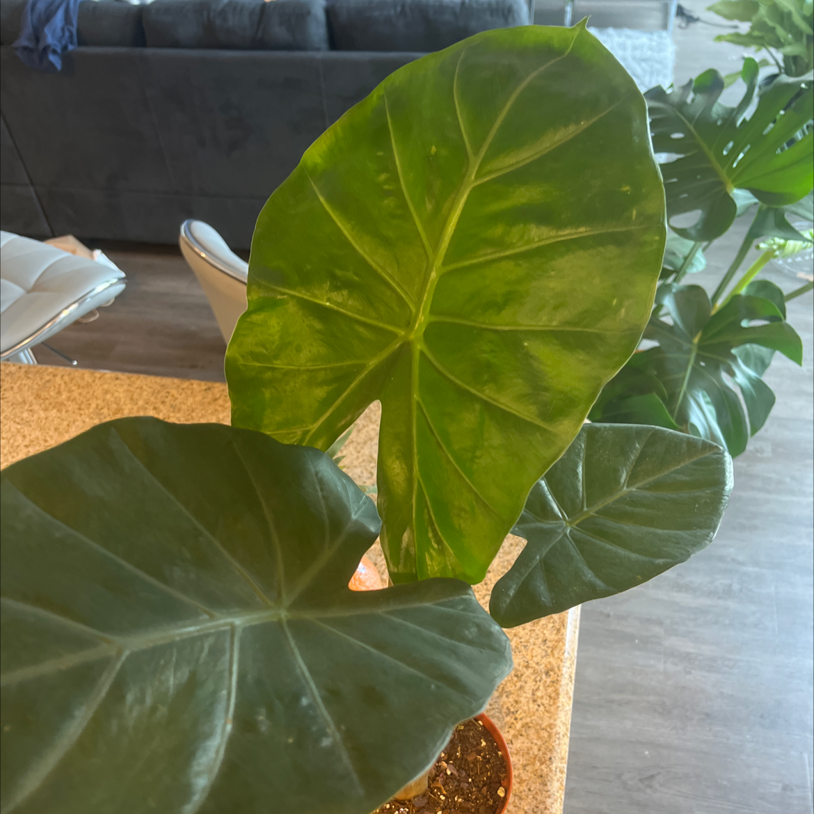 Plant care for Rhino Skin on Greg, the plant care app