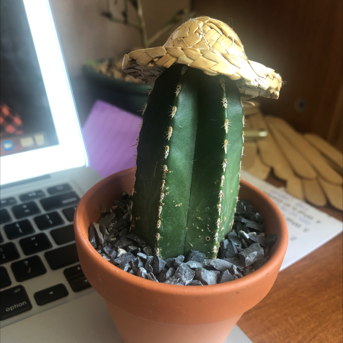 Pleated Cereus cactus in a terracotta pot with gravel, wearing a small straw hat.