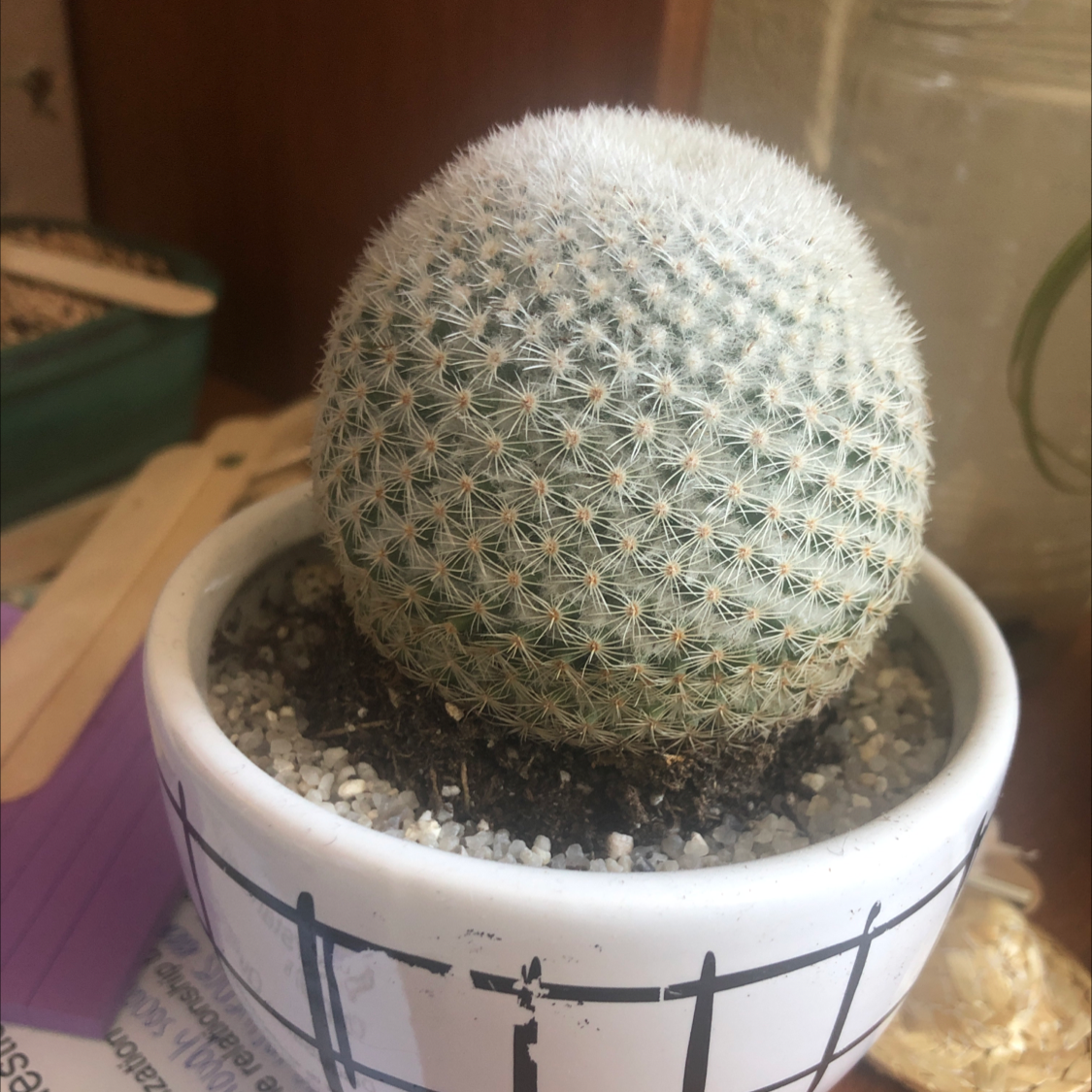 Mammillaria Haageana cactus in a pot with visible soil, appears healthy.