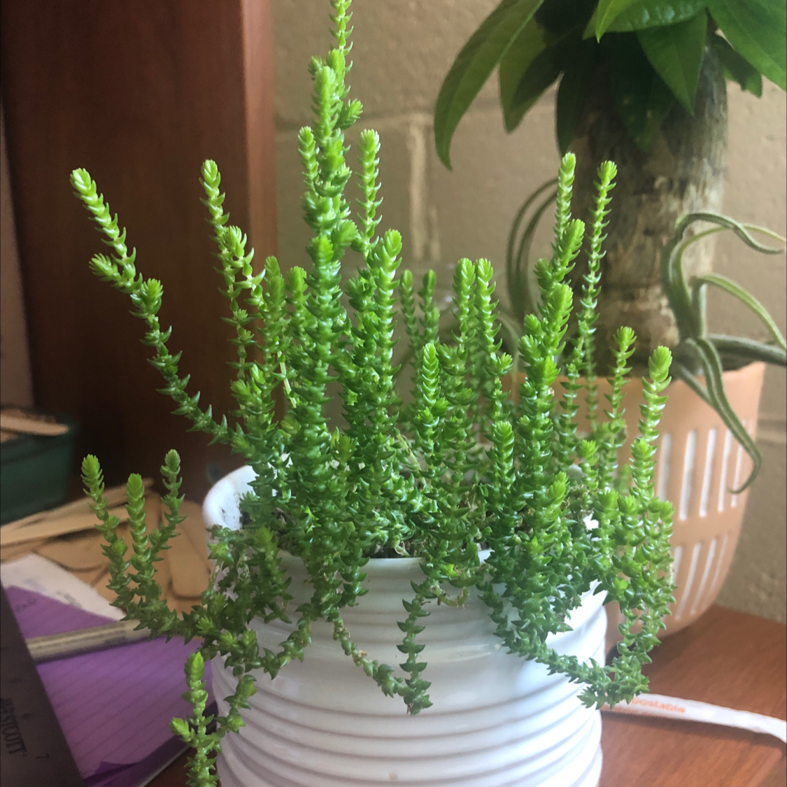 Healthy Mossy Stonecrop plant in a white pot with another plant in the background.