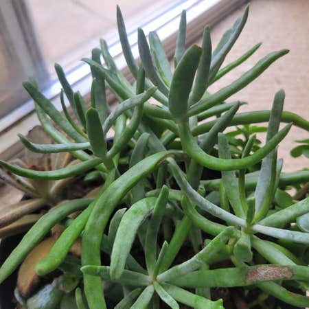 Photo of the plant species Blue Chalksticks by @ReallyDracaena named James Dean on Greg, the plant care app