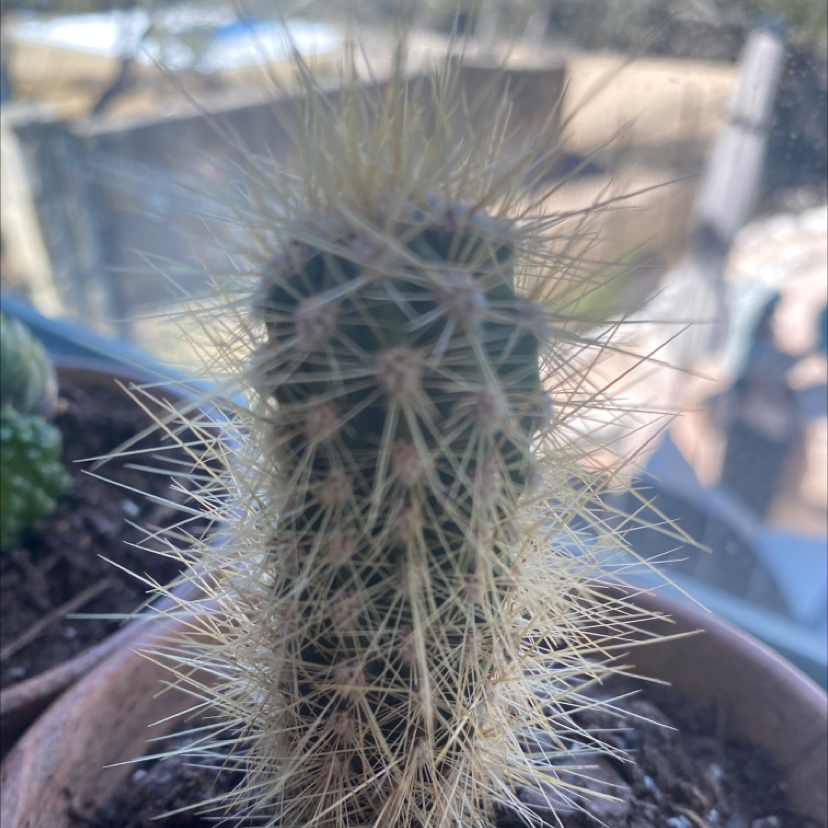 Engelmann's Hedgehog Cactus in a pot, healthy with no visible discoloration.