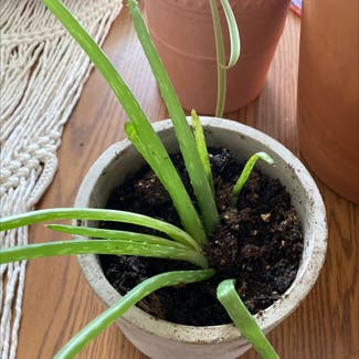 Aloe vera plant in Cambridge, Wisconsin