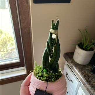 Cylindrical Snake Plant plant in Cambridge, Wisconsin