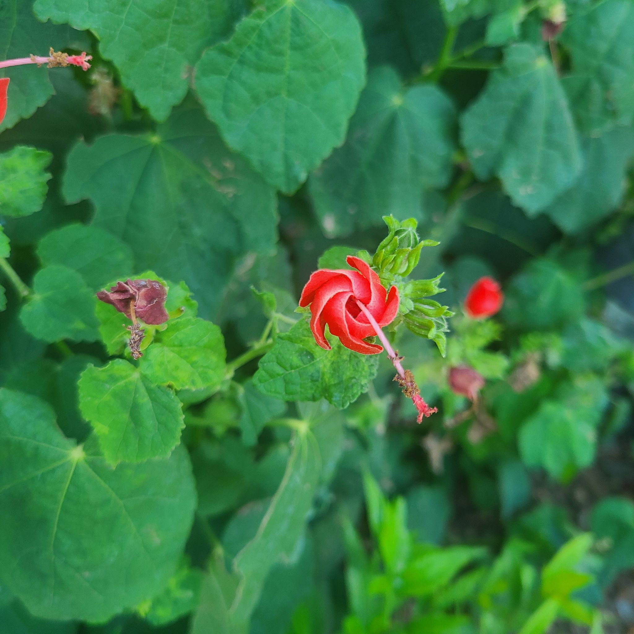 Wax Mallow uploaded to the Greg plant app by @GodlyInchworm