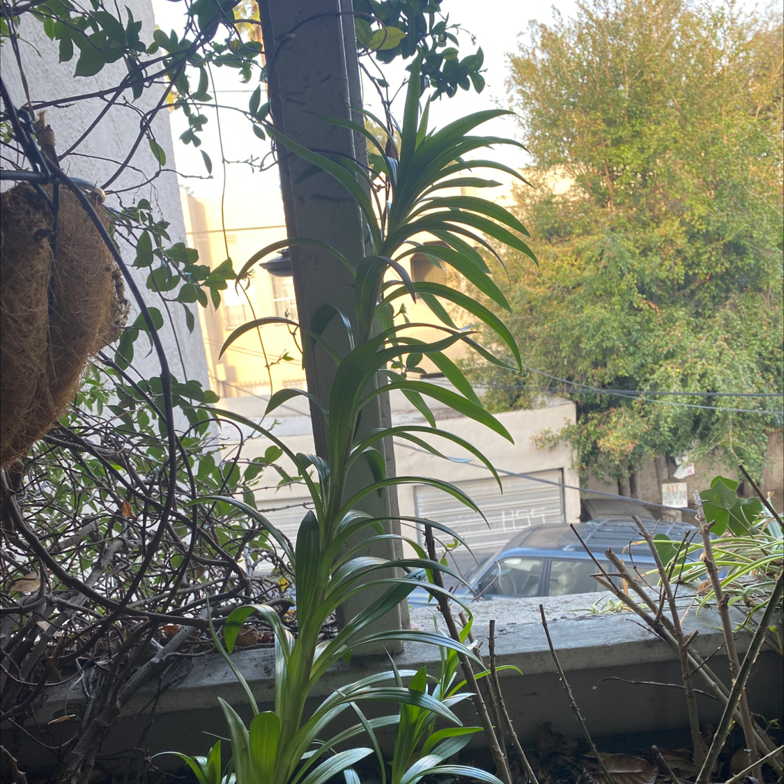 Photo of the plant species Imperial Fritillary by @ComicFeverfew named Lily on Greg, the plant care app