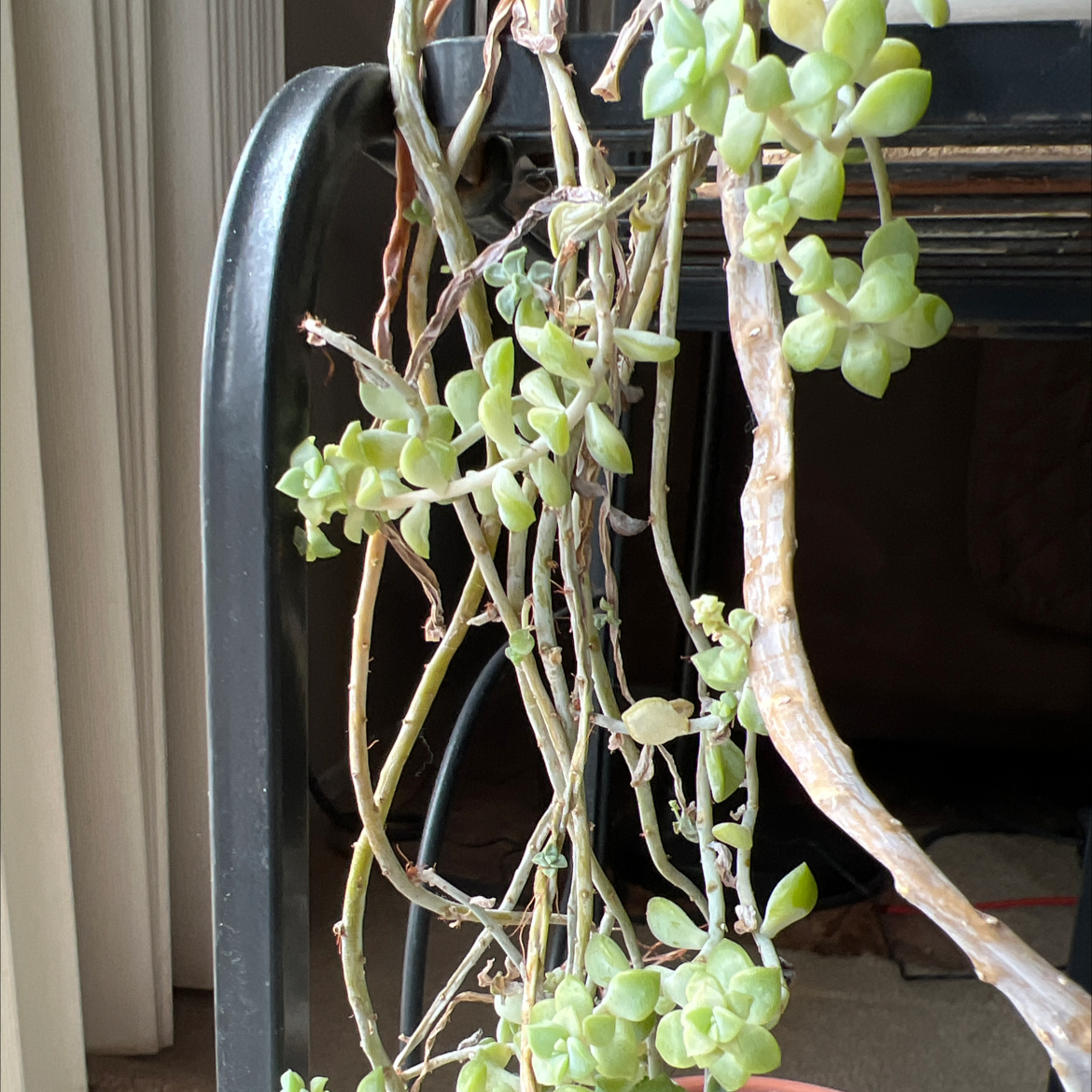 Trailing succulent plant with small, fleshy leaves, identified as Purdy's Stonecrop.
