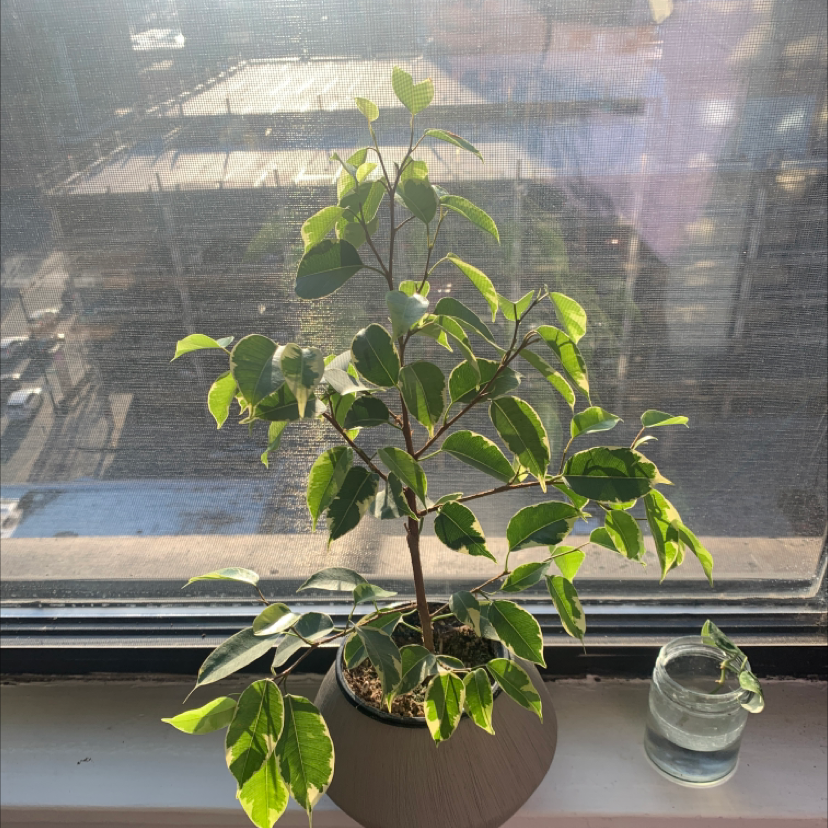 Weeping Fig plant photo by @Demi named Benji on Greg, the plant care app.