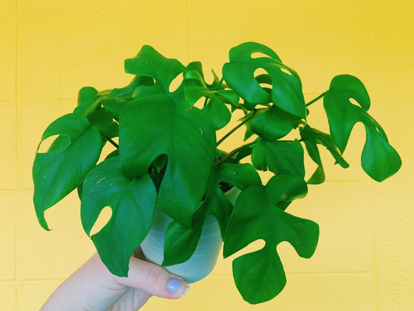 Mini Monstera plant photo by @Demi named Celia on Greg, the plant care app.