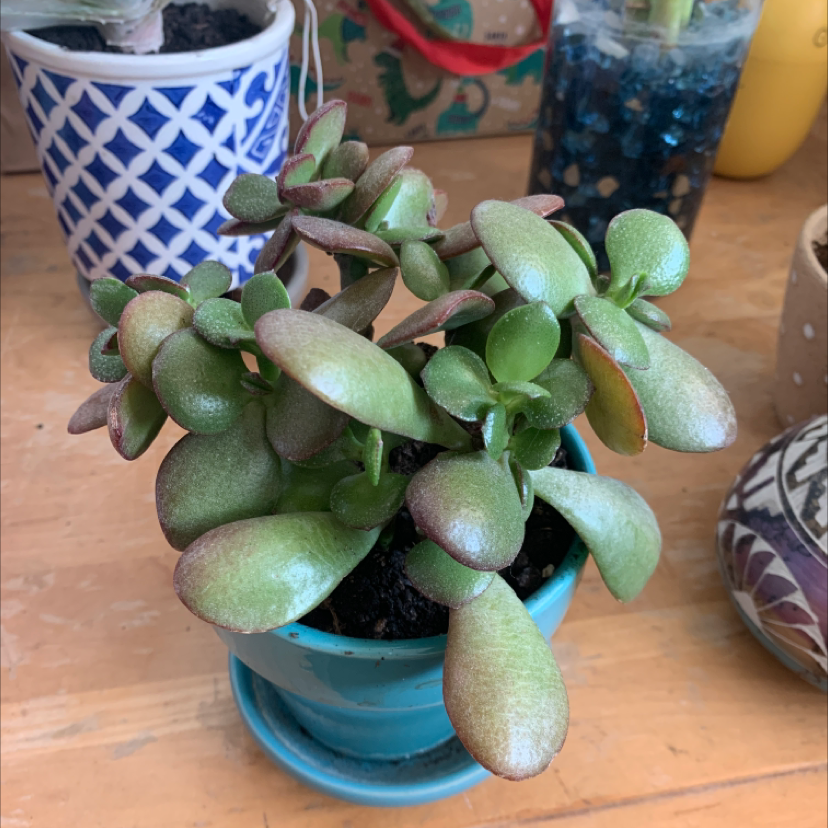 Lucky Plant plant photo by @Demi named Jade on Greg, the plant care app.