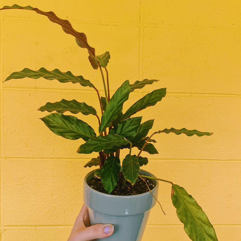 Photo of the plant species Furry Feather Calathea by @Demi named Ziggy on Greg, the plant care app