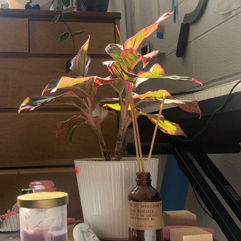 Red Siam Aurora Aglaonema plant in a white pot, indoors on a table with various items.