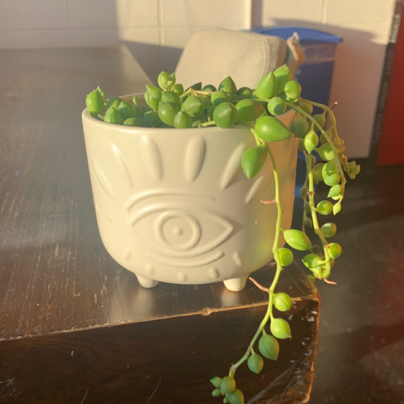 String of Pearls plant photo by @Demi named Simp on Greg, the plant care app.