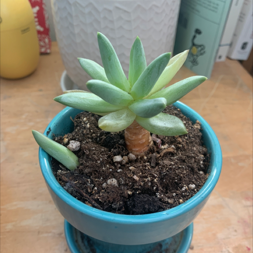Little Jewel plant photo by @Demi named April on Greg, the plant care app.