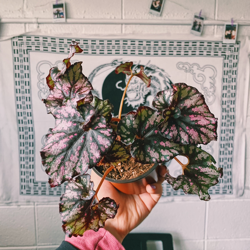 Rex Begonia plant photo by @Demi named Candy on Greg, the plant care app.