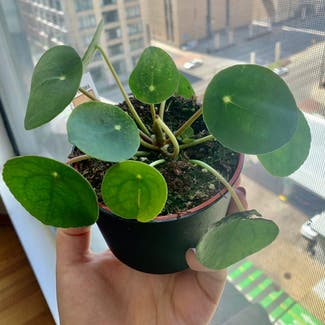 Chinese Money Plant plant in Chicago, Illinois