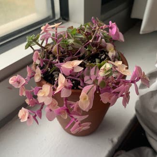 Creeping Inch Plant plant in Chicago, Illinois