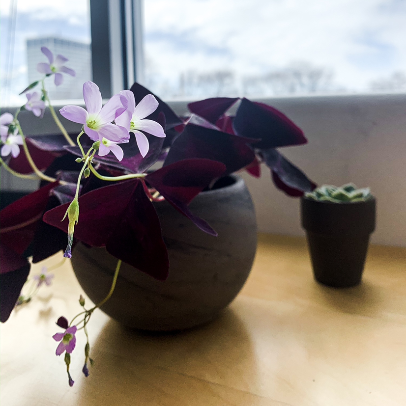 Photo of the plant species Purple Shamrocks by @Demi named Foxy on Greg, the plant care app