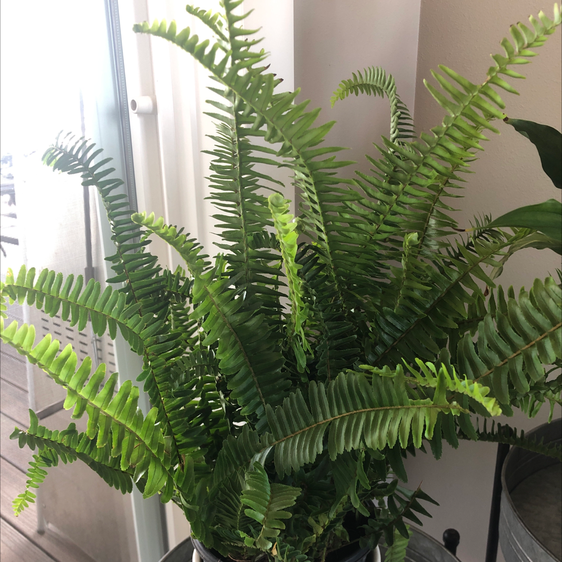 Kimberly Queen Fern with vibrant green fronds, appearing healthy and well-formed.