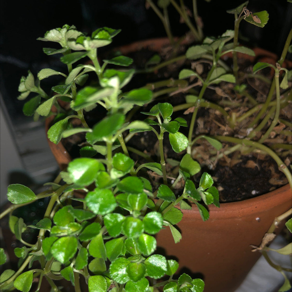 Healthy potted Pilea Baby Tears plant with lush dense foliage growing in a terracotta pot. Soil surface is visible.