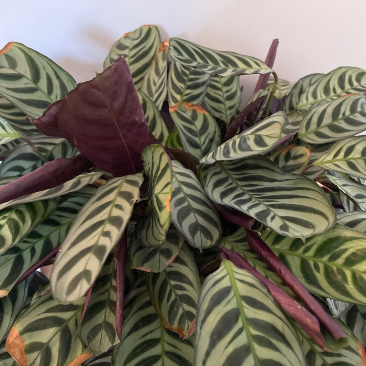 Close-up of a healthy Fishbone Prayer Plant with vibrant green and white striped leaves resembling a fish skeleton.