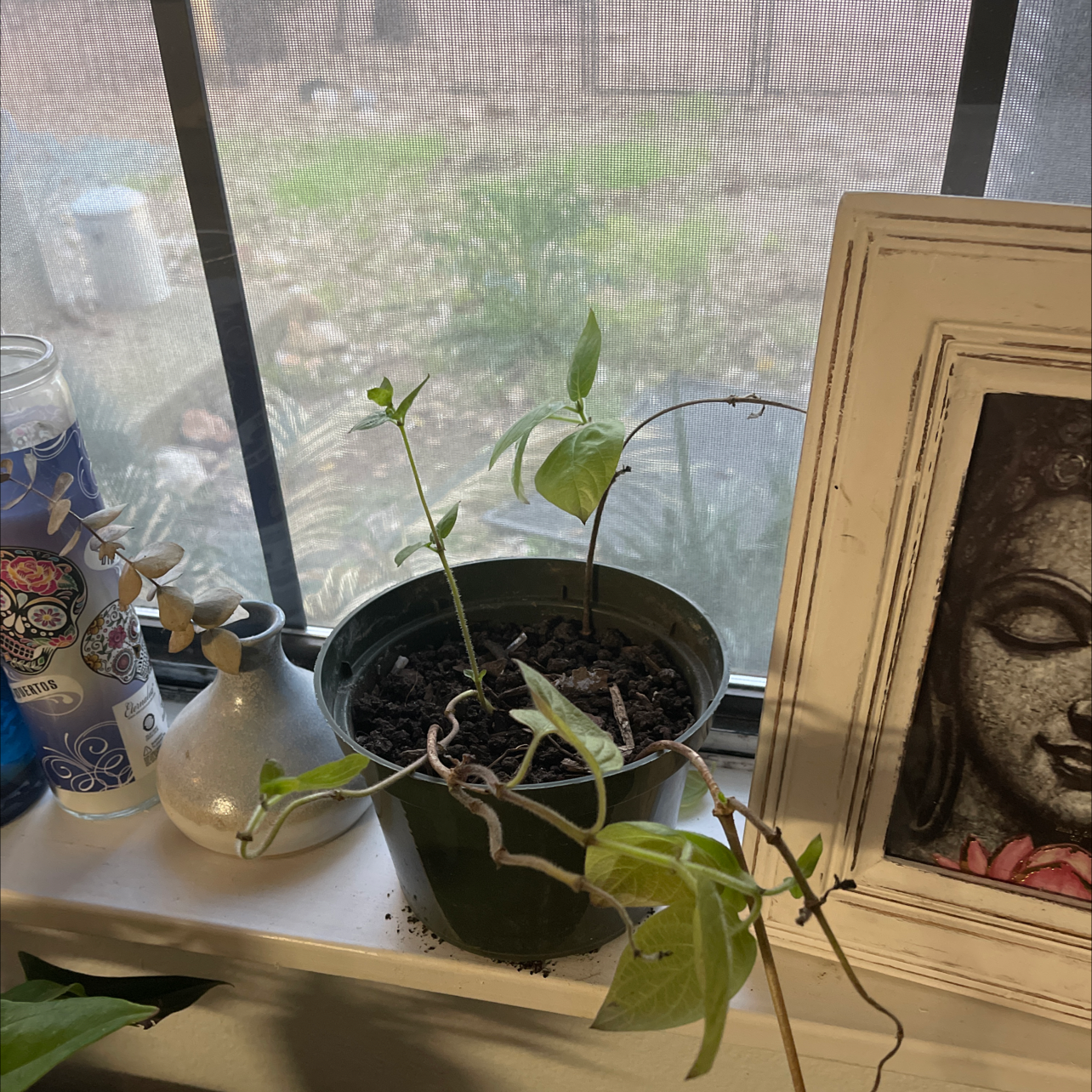 Potted Bleeding Heart Vine on a windowsill with visible soil and green leaves.
