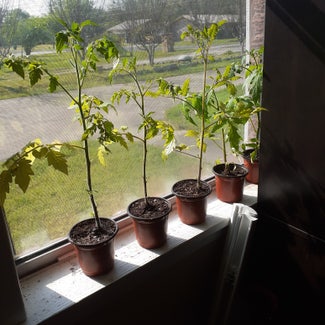 Tomato Plant plant in Fairfield, Texas