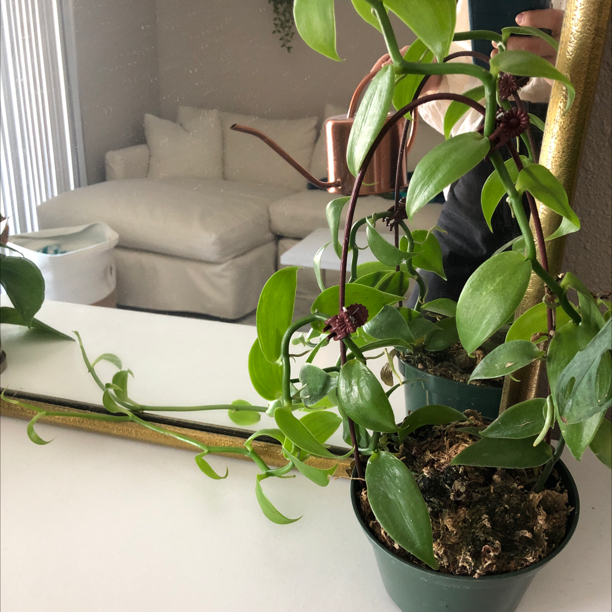 Potted Flat Leafed Vanilla plant with green leaves and climbing growth habit.